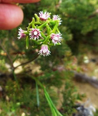 Eustegia minuta