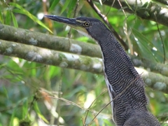 Tigrisoma fasciatum