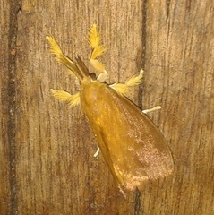 Dalceridae
