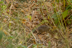 Sigmodon mascotensis