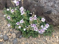 Veronica hookeriana