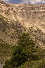 Austrocedrus chilensis