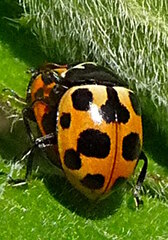 Ceratomegilla notata