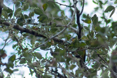 Chlorophonia elegantissima