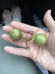 Lagerstroemia speciosa