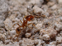 Pheidole pilifera