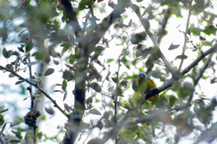 Chlorophonia elegantissima