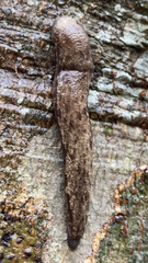 Megapallifera mutabilis