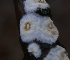Stereum gausapatum
