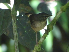 Myiothlypis fulvicauda