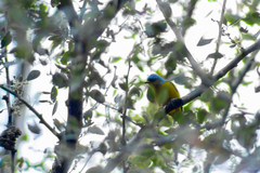 Chlorophonia elegantissima