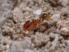Pheidole pilifera