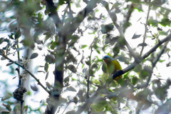 Chlorophonia elegantissima