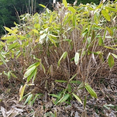Indocalamus latifolius