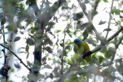 Chlorophonia elegantissima