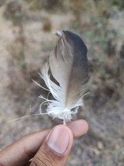 Cathartes aura