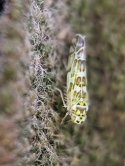 Eupteryx