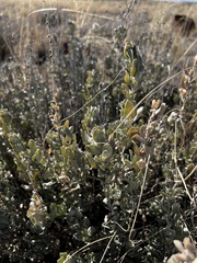 Atriplex confertifolia