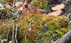 Ceratodon