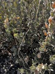 Atriplex confertifolia