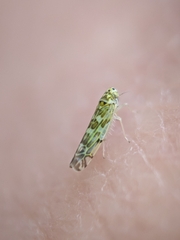 Eupteryx