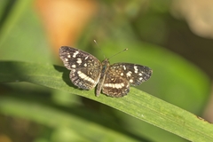 Anthanassa tulcis