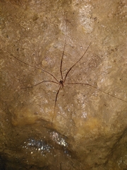 Amilenus aurantiacus