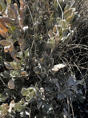 Atriplex confertifolia
