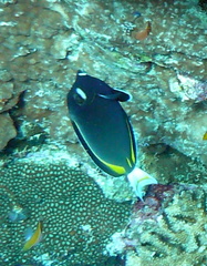 Acanthurus nigricans