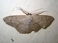 Scopula hyphenophora