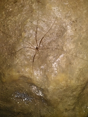Amilenus aurantiacus