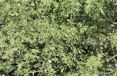 Vachellia farnesiana farnesiana