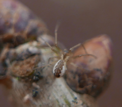 Neriene peltata