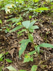 Doellingeria infirma