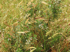 Olearia myrsinoides
