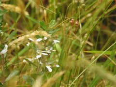 Olearia myrsinoides