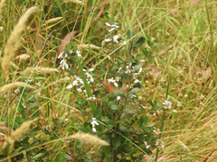 Olearia myrsinoides
