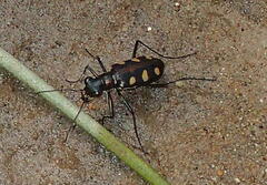 Cosmodela aurulenta aurulenta