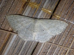 Scopula nesciaroides