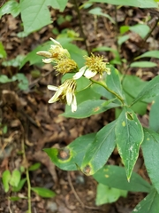 Doellingeria infirma