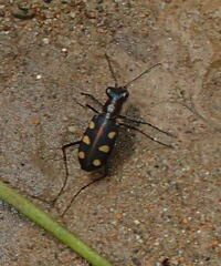 Cosmodela aurulenta aurulenta