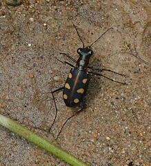 Cosmodela aurulenta aurulenta