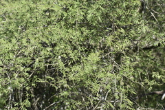 Vachellia farnesiana farnesiana