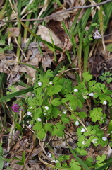 Isopyrum thalictroides