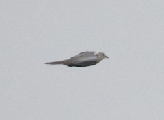 Streptopelia decaocto