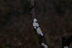 Stereum gausapatum