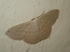 Scopula nesciaroides