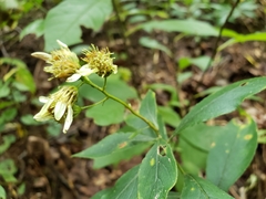 Doellingeria infirma