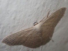 Scopula nesciaroides