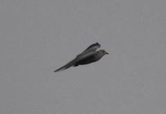 Streptopelia decaocto
